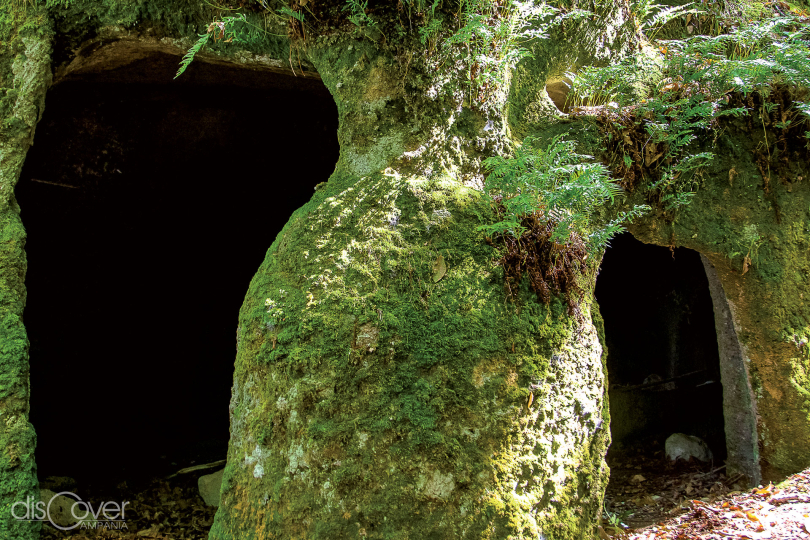 Il bosco della Falanga